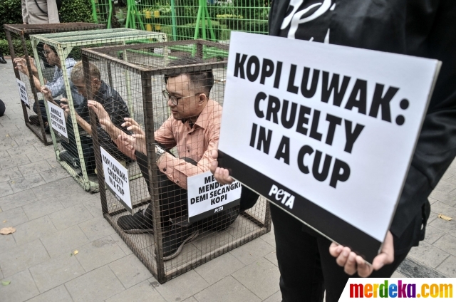 Kopi Luwak, aktivis PETA